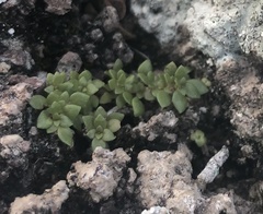 Pilea microphylla