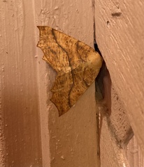 Tetracis jubararia