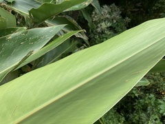 Alpinia