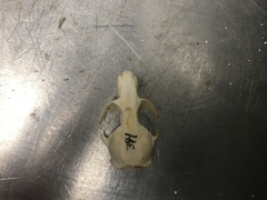 Rodentia
