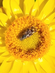 Austrotephritis poenia