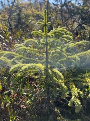 Picea
