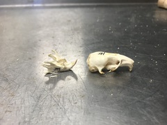 Rodentia