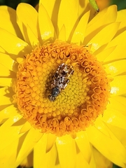 Austrotephritis poenia