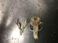 Rodentia