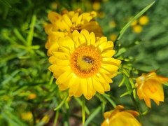 Austrotephritis poenia