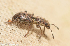 Andrion regensteinense