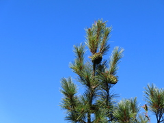 Pinus armandi mastersiana