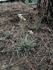 Pseudognaphalium