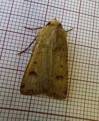 Agrotis trux