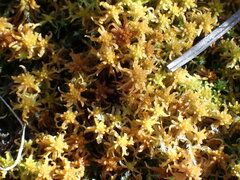 Sphagnum miyabeanum
