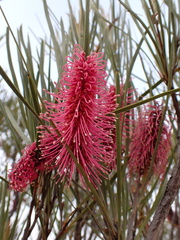 Hakea francisiana