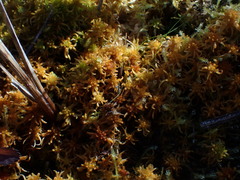 Sphagnum miyabeanum