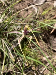 Caladenia tentaculata