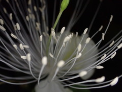 Capparis sandwichiana