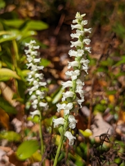 Spiranthes cernua