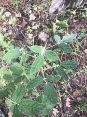 Rhynchosia tomentosa