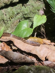 Alsophis rufiventris