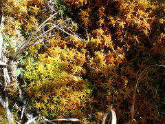 Sphagnum miyabeanum