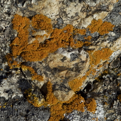 Polycauliona candelaria