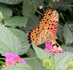 Argynnis hyperbius hyperbius