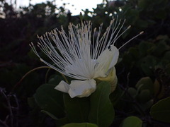 Capparis sandwichiana