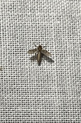 Chaoborus punctipennis