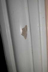 Acropteris ciniferaria