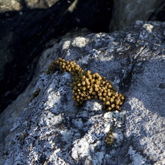 Plenogemma phyllantha