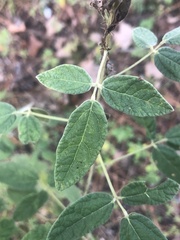 Rhynchosia tomentosa