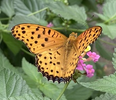 Argynnis hyperbius hyperbius