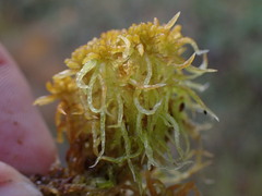 Sphagnum miyabeanum