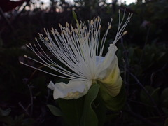 Capparis sandwichiana