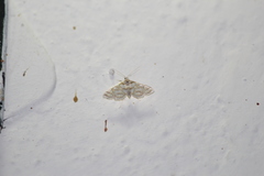 Pseudopyrausta santatalis