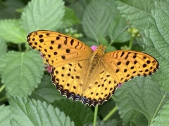Argynnis hyperbius hyperbius