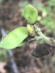 Rhynchosia tomentosa