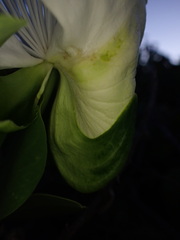 Capparis sandwichiana