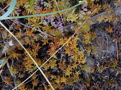 Sphagnum miyabeanum