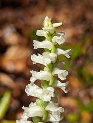 Spiranthes cernua