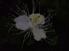 Capparis sandwichiana