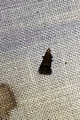 Eulogia ochrifrontella