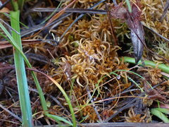 Sphagnum miyabeanum