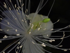 Capparis sandwichiana