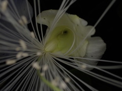 Capparis sandwichiana