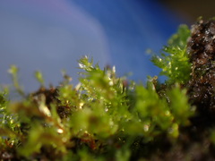 Bryum dichotomum