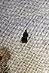 Eulogia ochrifrontella