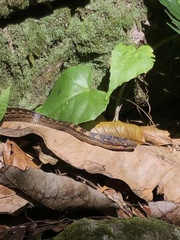 Alsophis rufiventris
