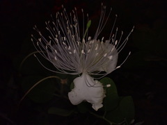 Capparis sandwichiana