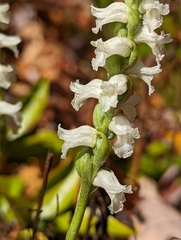 Spiranthes cernua