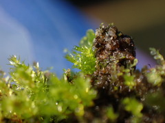 Bryum dichotomum